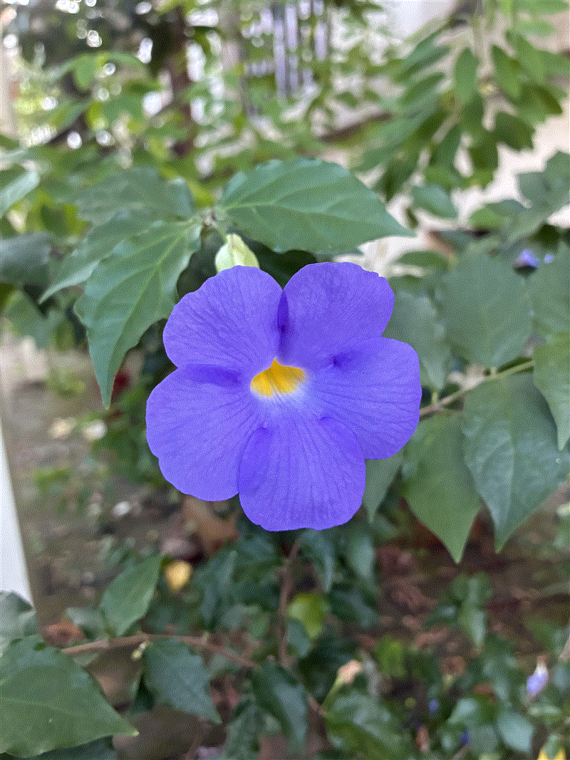 十力無畏