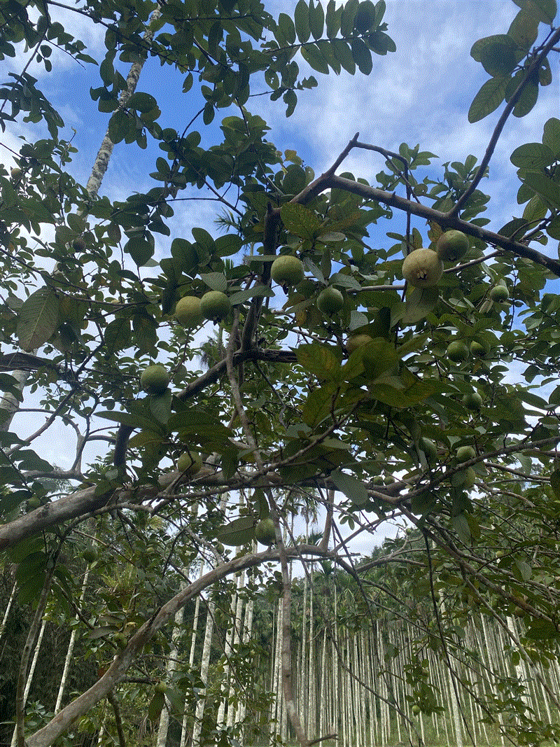 十力無畏 十力無畏